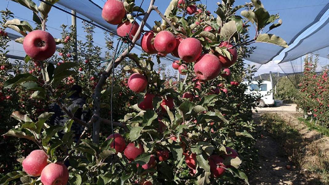 Türkiye’nin en kalitelisi orada yetişiyor! Yılın son hasadı yapıldı: Hem antioksidan deposu hem kalp dostu 2